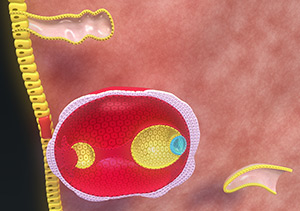 Transfering Frozen Eggs - NU fertility