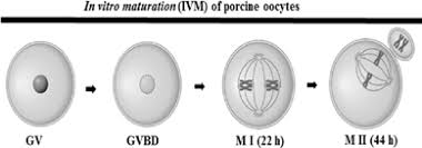 ivm fertility treatment Hospitals in Bangalore