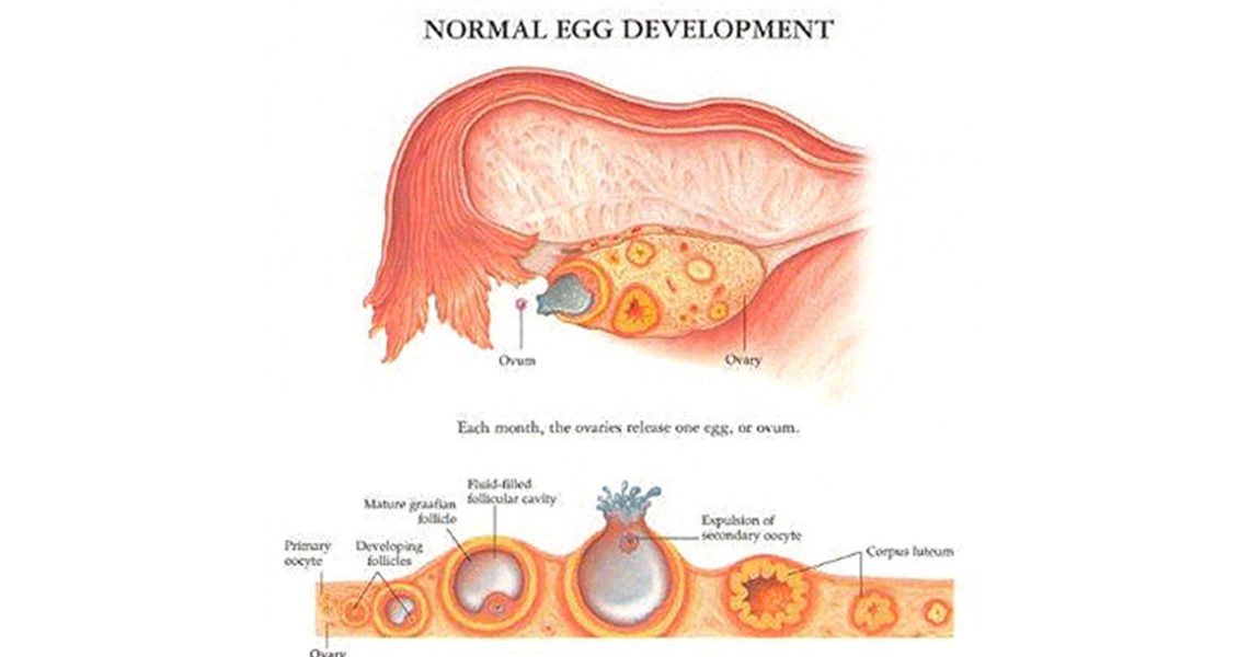 Egg Development Process - NU Fertility