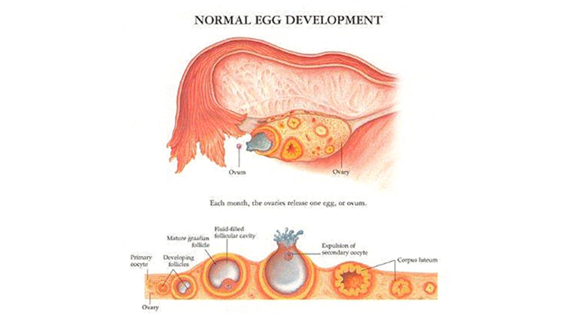 Mature ovum is expelled from the