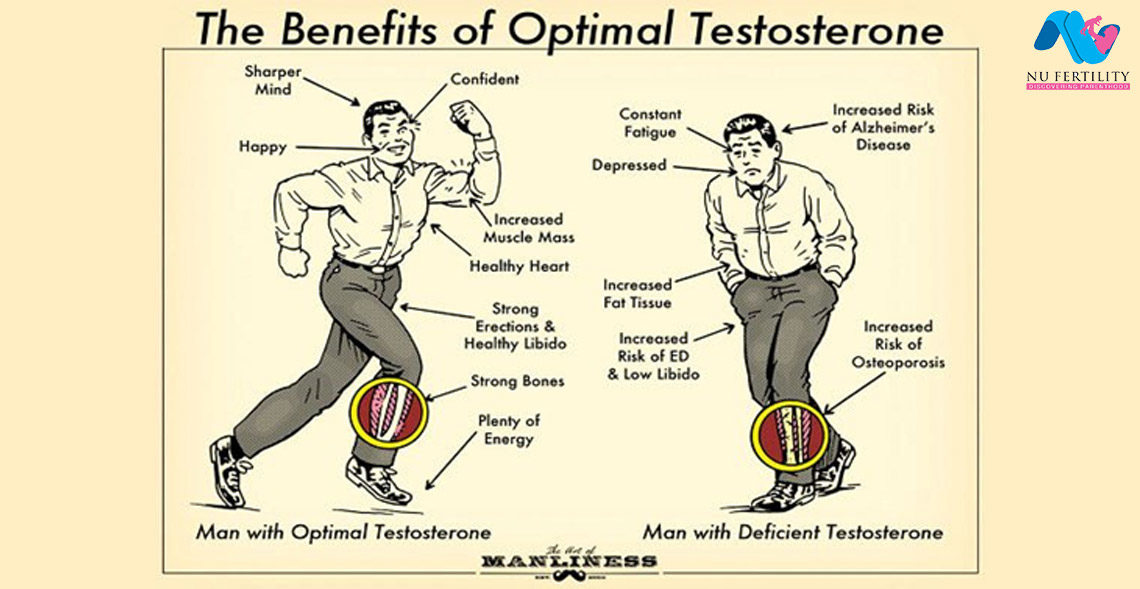 Testosterone Changes Chart