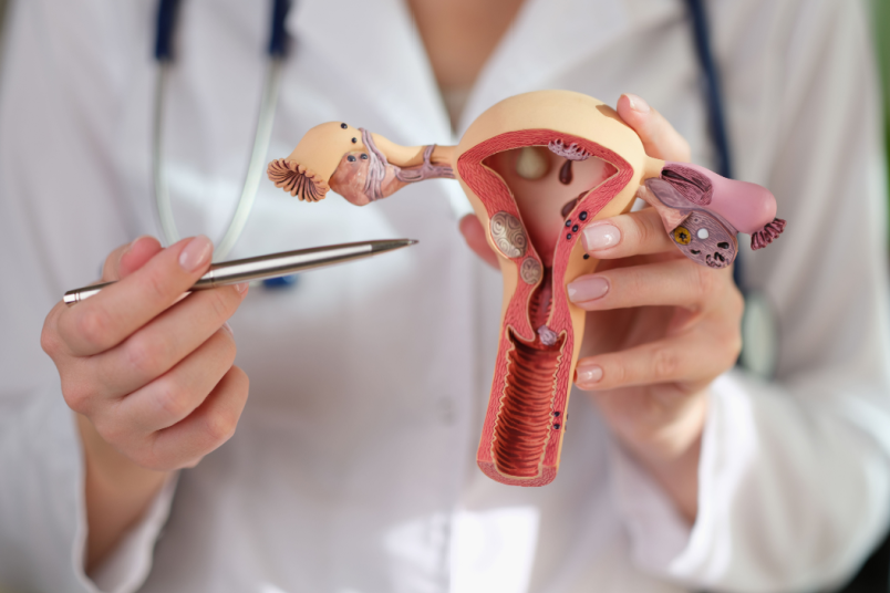 Gynecologist Demonstrating Model of Female Reproductive System - NU Fertility